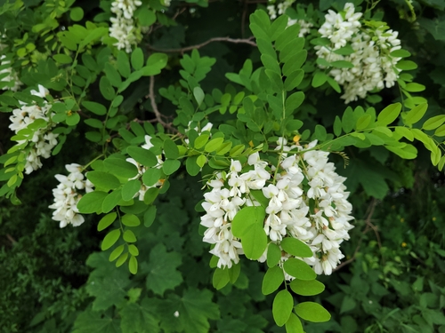 Acacia Blanca